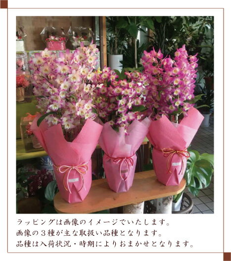 デンドロビュームの育て方 増やし方や花が終わった後の管理方法は Kurashi No