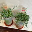 グリーンネックレス 観葉植物 陶器鉢 プラ皿付 器の高さ19cm 幅12cm 全体高さ 25−30cm 【あす楽】セネシオ ピーチネックレス アーモンドネックレス