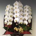 胡蝶蘭<白3本立>開花輪30〜36輪