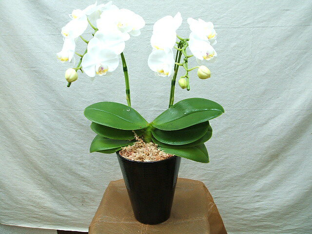 ミニ胡蝶蘭の鉢白系2本立ちお買い得高さ：約40cm幅：約25cmクレジット払い可ラッピングご希望の方は別途お選び下さい
