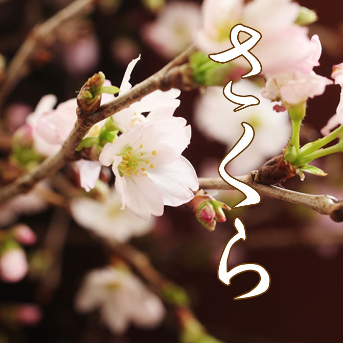 花 桜の花束 春 花束 卒業式 入学式 花 送別会 歓迎会 お祝い 花束
