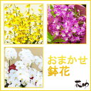 【鉢花】フラワーコンシェルジュが厳選した花屋の季節の鉢花 送...
