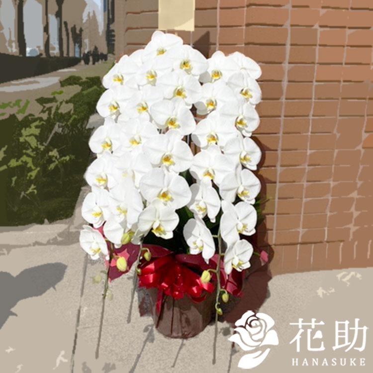 【送料無料・手渡しお届け】開店祝い 就任祝い 当選祝い 全国手渡し 花助が厳選した花屋の胡蝶蘭 3本立..