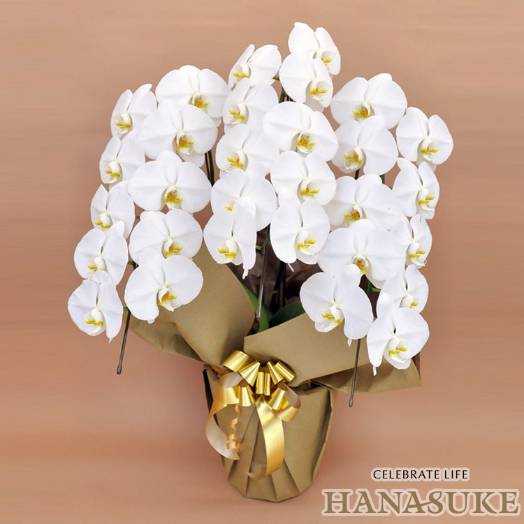 産地直送！【宅配商品】　お祝い　胡蝶蘭3本立ち30輪以上 20000円 　勲章 受賞【送料無料】【楽ギフ_メ..