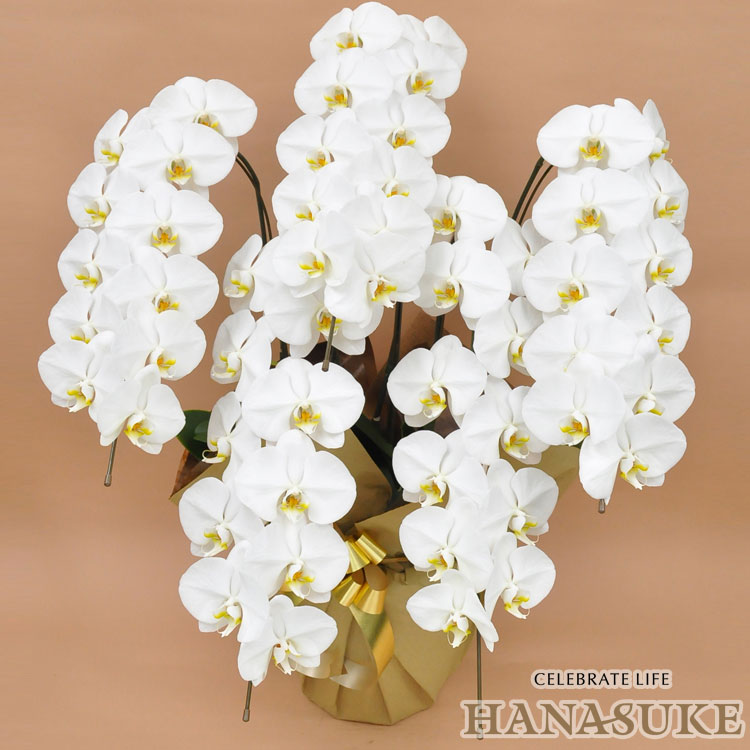 産地直送！【宅配商品】　お祝い　胡蝶蘭5本立ち50輪以上 39000円 　勲章 受賞【送料無料】【楽ギフ_メ..