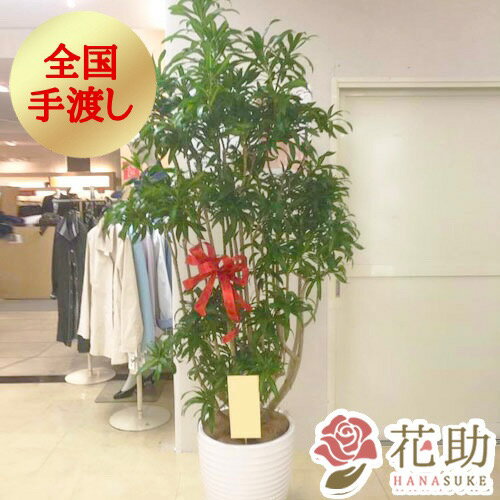 【送料無料 手渡しお届け】おまかせ観葉植物 大型 開店祝い 花助が厳選した花屋のおまかせ観葉植物 40000円 大型(高さ180cm前後※目安) 無料ラッピング 日時指定可能 移転祝い 引越し祝い リニューアル 配送無料 名札またはカード付き 画像報告