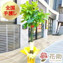 バキラ 【送料無料・手渡しお届け】観葉植物 大型 パキラ 開店祝い 花助が厳選した花屋の観葉植物[パキラ]　20000円 (高さ180cm※目安) 　お祝い 移転祝い 引越し祝い リニューアル 配送無料 名札またはカード付き 画像報告 無料ラッピング 日時指定可能