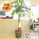 バキラ 【送料無料・手渡しお届け】観葉植物 大型 パキラ 開店祝い 花助が厳選した花屋のおしゃれな鉢カバー付き観葉植物[パキラ] 25000円 (高さ180cm※目安) お祝い 移転祝い 引越し祝い リニューアル 配送無料 名札またはカード付き 画像報告 無料ラッピング 日時指定可能