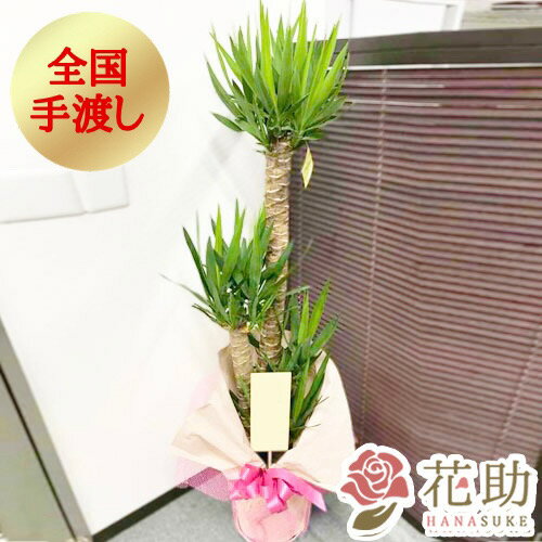 ユッカ 【送料無料・手渡しお届け】観葉植物 大型 ユッカ 開店祝い 花助が厳選した花屋の観葉植物[ユッカ]　20000円 (高さ180cm※目安) 　お祝い 移転祝い 引越し祝い リニューアル 配送無料 名札またはカード付き 画像報告 無料ラッピング 日時指定可能