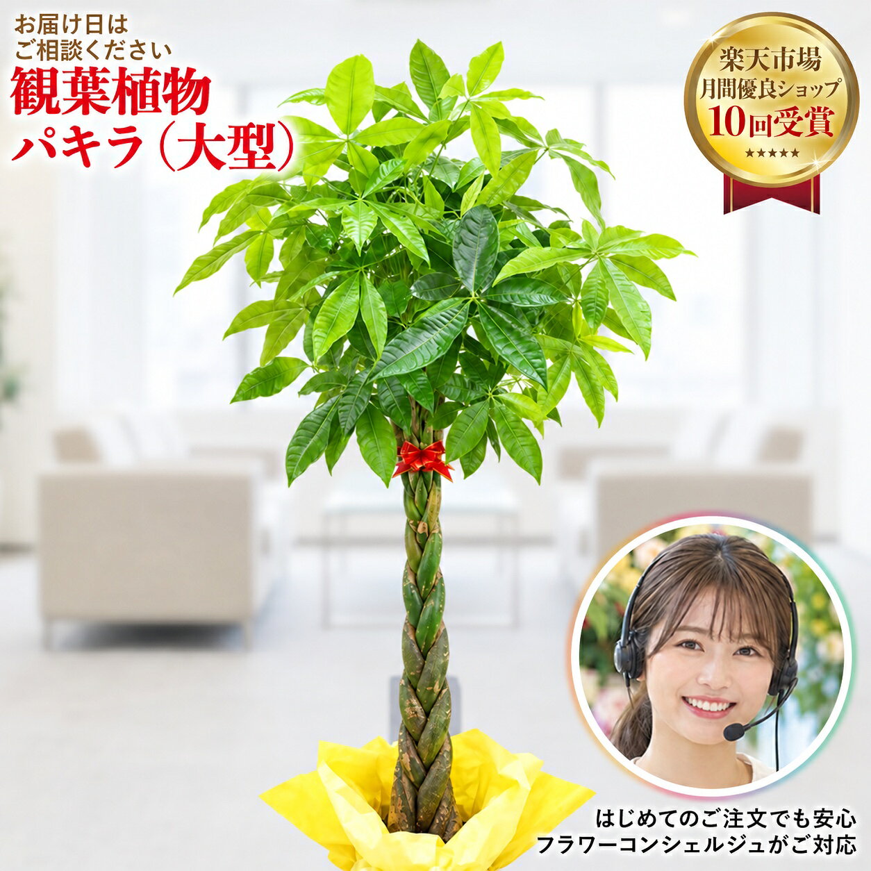 楽天市場】観葉植物 パキラ 180cmの通販