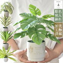 フェイクグリーン 鉢 植物 名入れ 観葉植物 ドラセナ モンステラ カラジューム タニワタリ 記念日 誕生日 新築祝い おしゃれ 光触媒 ギフト 贈り物 オーダー 名前入り レーザー 彫刻 鉢カバー インテリア 緑 グリーン 【名入れフェイクグリーン小】