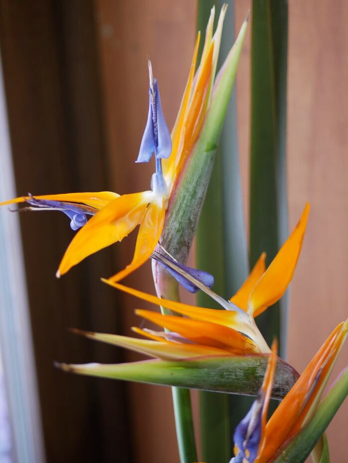 50 オフ フラワー アレンジメント 花 かわいい 誕生日 お祝 開店祝い プレゼント ストレリチア バラ バンダ 送料無料 誕生日 開店祝い お悔やみ 花匠美