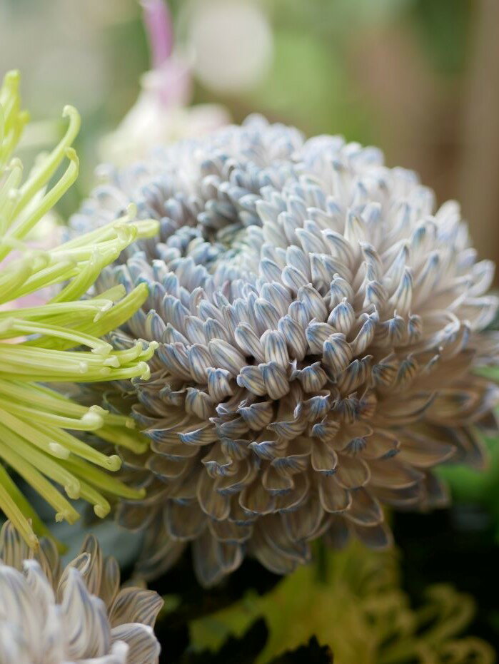 50 オフ フラワー アレンジメント 花 かわいい プレゼント お悔やみ お供え お盆 一周忌 フラワーアレンジメント プレゼント 菊 送料無料 誕生日 開店祝い お悔やみ 花匠美