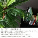 観葉植物　シダ　43