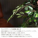 観葉植物　フィカス　1124　A