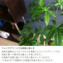 観葉植物　バキラ　朴の木タイプ