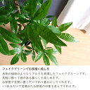 観葉植物　バキラ　スタンダード