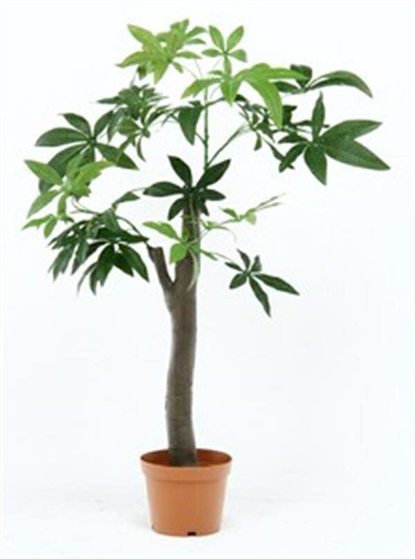 観葉植物　パキラ　 朴の木タイプ (52665)