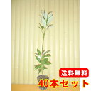 【送料無料】【40本セット】 タブノキ 樹高0.3m前後 10.5cmポット たぶのき 椨 苗 植木 苗木 生垣 山林苗 目隠し