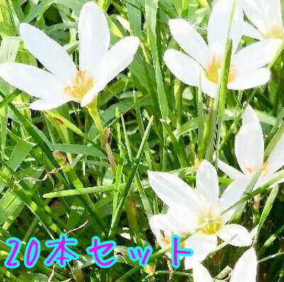 【送料無料】【20本セット】 タマスダレ / 9.0cmポット たますだれ 玉簾 苗 植木 苗木 庭 グランドカバー 下草 寄せ植え 低木のサムネイル
