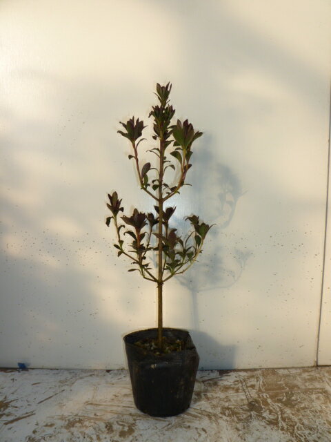 楽天市場 ドウダンツツジ 樹高0 3m前後 10 5cmポット 本セット T1送料無料 どうだんつつじ 灯台躑躅 販売 苗 植木 苗木 庭木 垣根 生垣 生け垣 生垣用 目隠し 木 花と緑