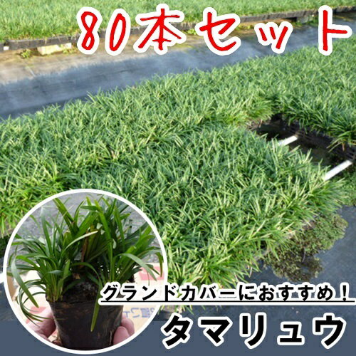 【送料無料】【80本セット】 タマリュウ / 7.5cmポット たまりゅう リュウノヒゲ この商品は80ポット入りです 苗 植木 苗木 庭 グランドカバー 下草 寄せ植え 低木 ※当店（楽天市場　花と緑）は北海道、沖縄県への発送は行っていま...