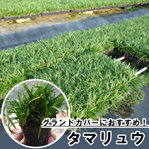 楽天市場】タマリュウ リュウノヒゲの通販 楽天市場】タマリュウ リュウノヒゲの通販