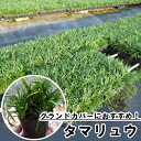 【送料無料】【120本セット】 タマリュウ / 7.5cmポット たまりゅう リュウノヒゲ この商品は120ポット入りです 苗 植木 苗木 グランドカバー 下草...