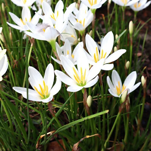 【送料無料】【10本セット】 タマスダレ / 9.0cmポット たますだれ 玉簾 苗 植木 苗木 庭 グランドカバー 下草 寄せ植え 低木