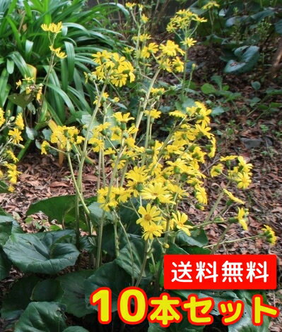 【送料無料】【10本セット】 ツワブキ / 10.5cmポット つわぶき 石蕗 艶蕗 苗 植木 苗木 庭 グランドカバー 下草 寄せ植え 低木のサムネイル