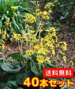【送料無料】【40本セット】 ツワブキ / 10.5cmポット つわぶき 石蕗 艶蕗 苗 植木 苗木 グランドカバー 下草 寄せ植え 低木