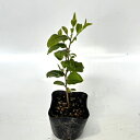 【 単 品 】 チャノキ 樹高0.2m前後 10.5cmポット おちゃのき お茶の木 苗 植木 苗木 庭 生垣 目隠し