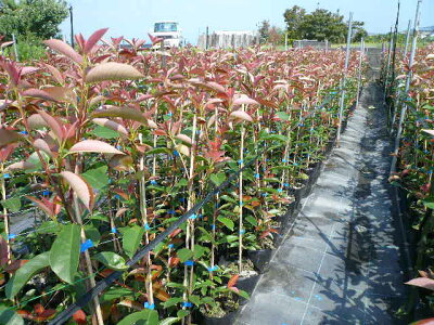 レッドロビンの育て方 剪定や手入れの方法 生垣の作り方もご紹介 暮らし の レッドロビンの育て方 剪定や手入れの方法 生垣の作り方もご紹介 暮らし の