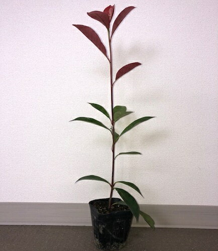 目隠しになるおしゃれな庭木15選 植木や生垣にピッタリの常緑樹をご紹介 暮らし の