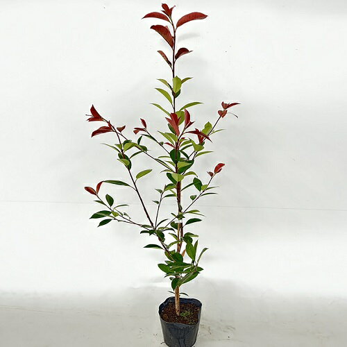 【送料無料】【15本セット】 レッドロビン 樹高1.0m前後 15cmポット れっどろびん ベニカナメモチ ベニカナメ れっどろびん 苗 植木 苗木 苗 生垣 目隠しのサムネイル