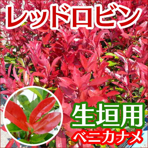 レッドロビン 樹高0.3m前後 10.5cmポット 【10本セット】 【T1送料無料】 れっどろびん ベニカナメモチ ベニカナメ れっどろびん 販売 苗 植木 苗木 庭木 垣根 生垣 生け垣 生垣用 目隠し 木