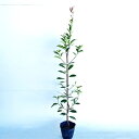 【 単 品 】 レッドロビン 樹高0.8m前後 15cmポット れっどろびん ベニカナメモチ ベニカナメ れっどろびん 苗 植木 苗木 庭 生垣 目隠し その1