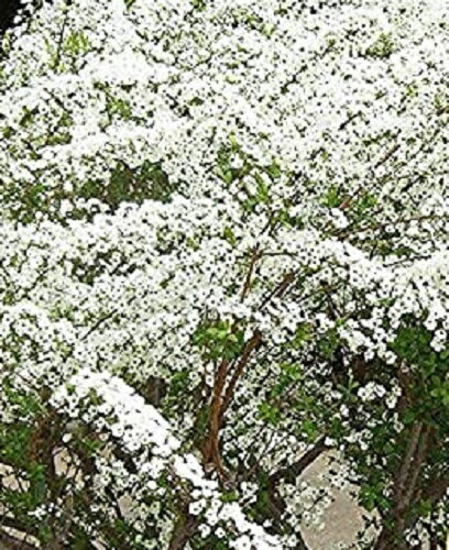 【 単 品 】 ユキヤナギ 樹高0.3m前後 10.5cmポット ゆきやなぎ 雪柳 花：3月下旬 苗 植木 苗木 庭 生垣 目隠しのサムネイル