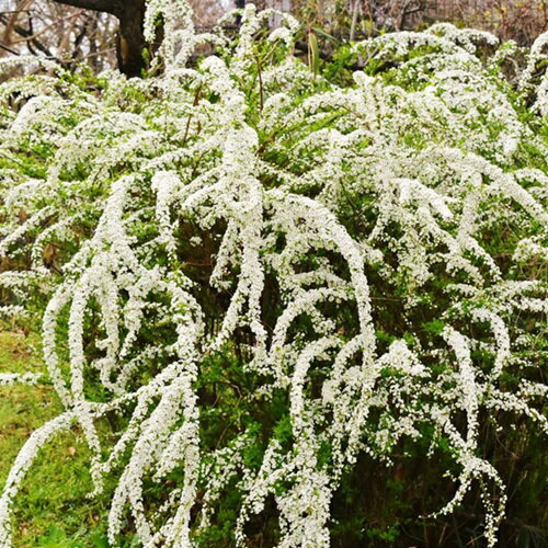 【 単 品 】 ユキヤナギ 樹高0.5m前後 15cmポット ゆきやなぎ 雪柳 花：3月下旬 苗 植木 苗木 庭 生垣 目隠しのサムネイル