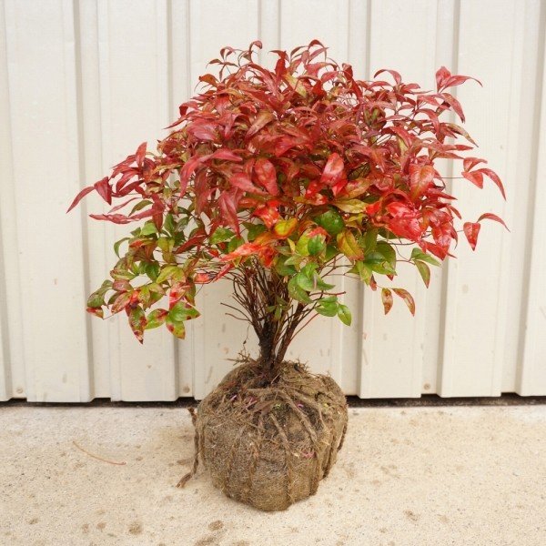 オタフクナンテンの育て方 植え方 増やし方 枯れる原因まで徹底紹介 Kurashi No