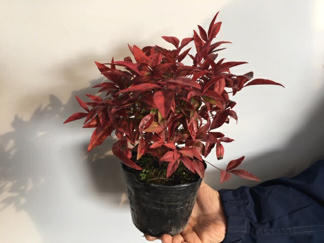 【 単 品 】 オタフクナンテン 樹高0.2m前後 12cmポット おたふくなんてん おたふく南天 お多福南天 苗 植木 苗木 目隠し