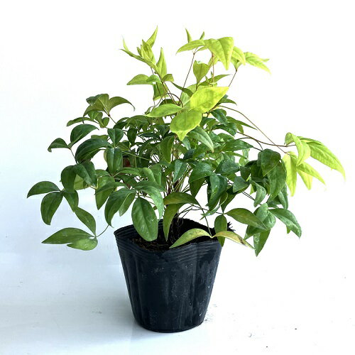 【 単 品 】 オタフクナンテン 樹高0.15m前後 10.5cmポット おたふくなんてん おたふく南天 お多福南天 苗 植木 苗木 生垣 目隠し