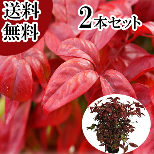 【送料無料】【2本セット】 オタフクナンテン 樹高0.25m