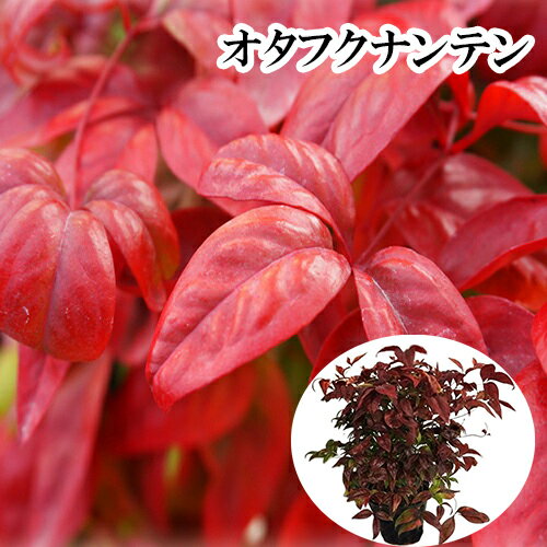 【 単 品 】 オタフクナンテン 樹高0.25m前後 15c