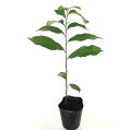 【送料無料】【10本セット】 ポポー 実生苗 樹高0.6m前後 15cmポット ポポー 2本植えると結果しやすくなります。 庭