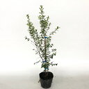 【 単 品 】 ギンバイカ 樹高0.6m前後 15cmポット ぎんばいか 銀梅花 マートル 苗 植木 苗木 庭 生垣 目隠し