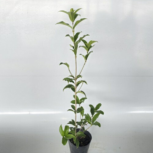 【 単 品 】 キンモクセイ 樹高0.7m前後 15cmポット きんもくせい 金木犀 もくせい 苗 植木 苗木 庭 生垣 目隠しのサムネイル