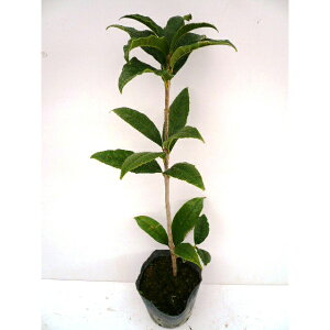 【 単 品 】 キンモクセイ 樹高0.4m前後 15cmポット きんもくせい 金木犀 もくせい 苗 植木 苗木 庭 生垣 目隠し