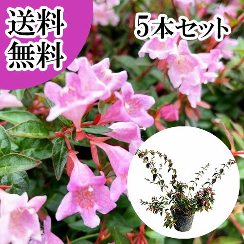 【送料無料】【5本セット】 アベリア エドワードゴーチャ 樹高0.2m前後 12cmポット あべりあ えどわーどごーちゃ エドワードゴーチャ 苗 植木 苗木 生垣 目隠し