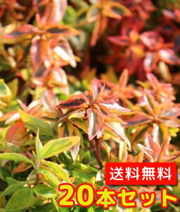 Seal限定商品 アベリア カレイドスコープ 樹高0 2m前後 15cmポット 本セット T1 あべりあ かれいどすこーぷ カレードスコープ 斑入り 万華鏡 販売 苗 植木 苗木 庭木 Www Meliore Ca Seal限定商品 アベリア カレイドスコープ 樹高0 2m前後 15cmポット 本セット T1 あべりあ かれいどすこーぷ カレードスコープ 斑入り 万華鏡 販売 苗 植木 苗木 庭木 Www Meliore Ca